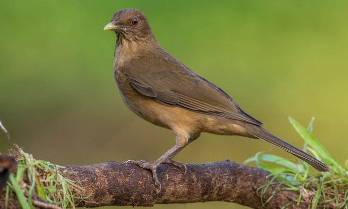 Costa Rica national bird