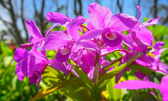 Costa Rica national flower