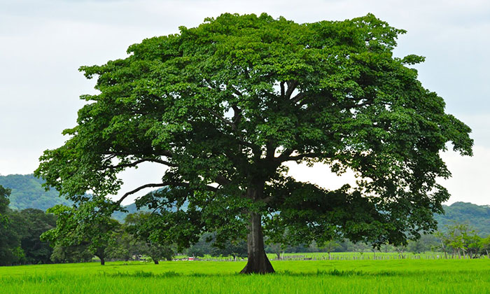 Costa Rica tree